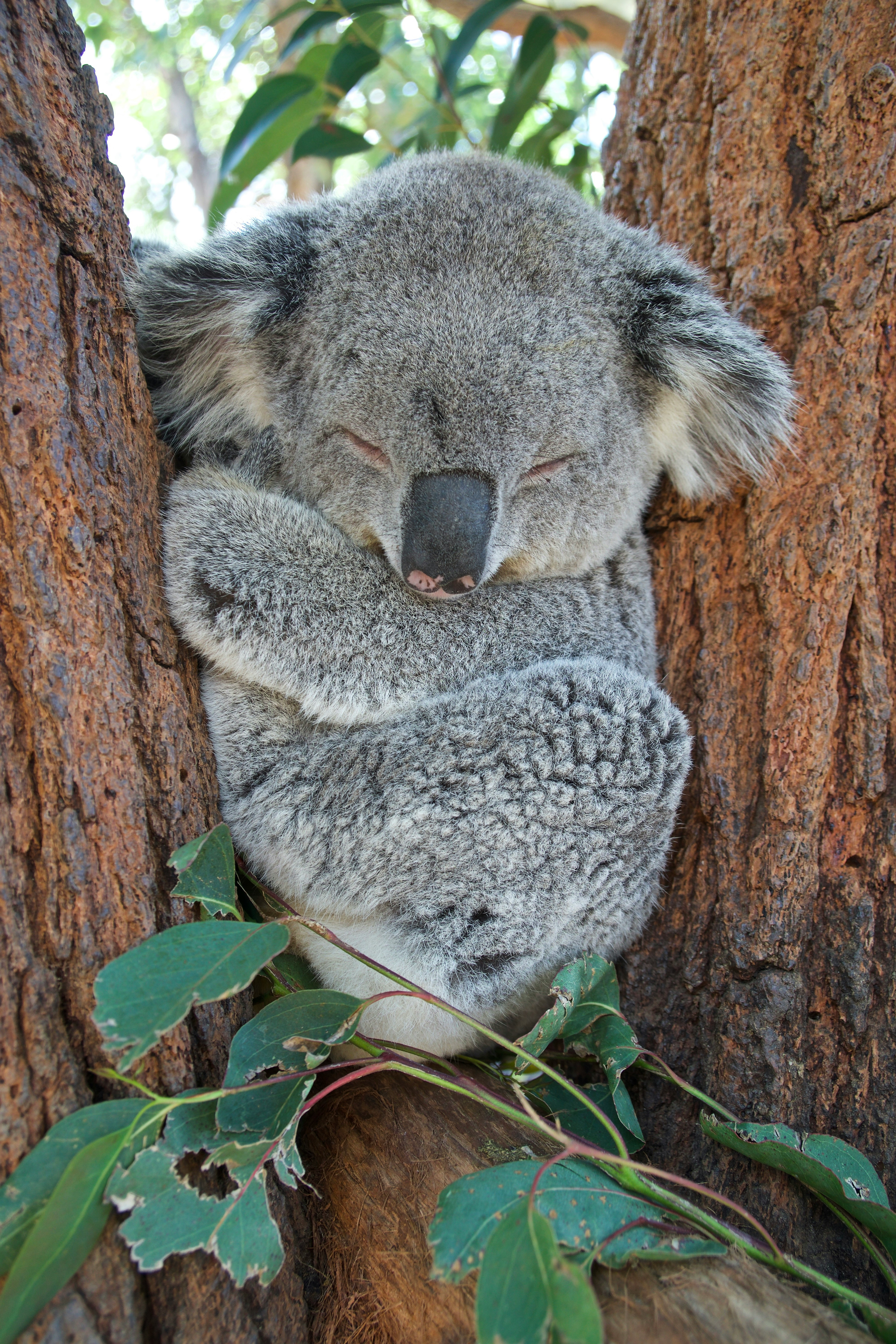 Australia & NZ